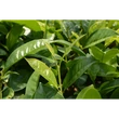 Jázmin zöld tea BIO 100g Sonnentor