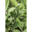 Zsálya tea BIO 50g Sonnentor
