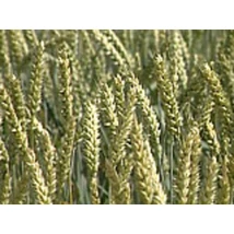 BIO Zöld tönköly (kg)