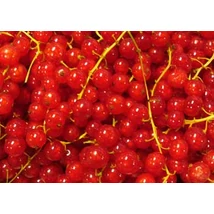 Piros ribizli 250g 