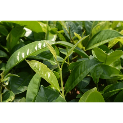 Jázmin zöld tea BIO 100g Sonnentor
