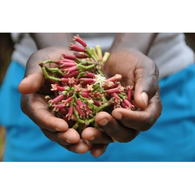 Szegfűszeg egész BIO 35g Sonnentor