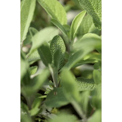 Zsálya tea BIO 50g Sonnentor
