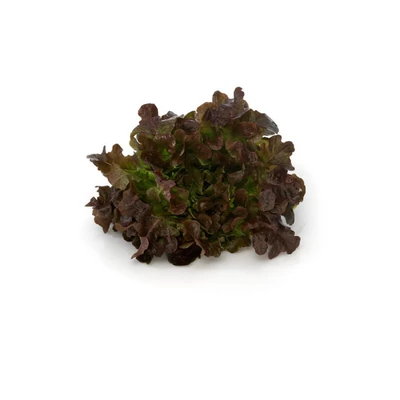 Tölgy levelű saláta piros BIO (db)