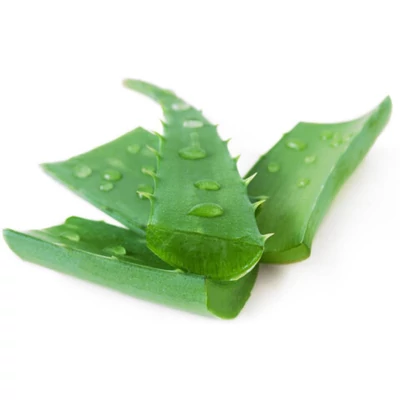Aloe Vera levél bio