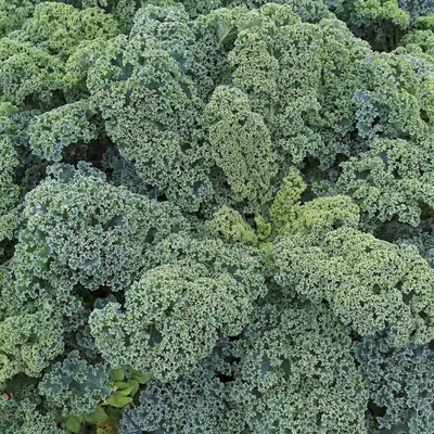 Kellevél BIO 250g