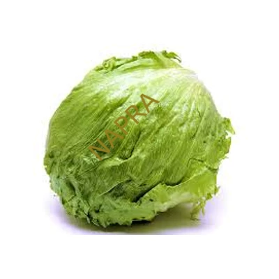 Jégsaláta BIO (db)
