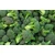Brokkoli (gyorsfagyasztott) BIO 400g